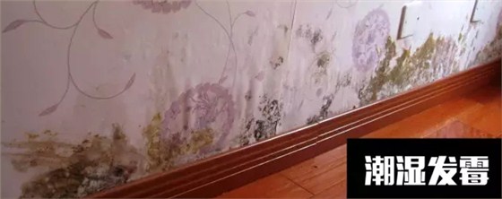 〖家裝資訊臺〗潮濕天氣，房子剪開壁紙全是蘑菇